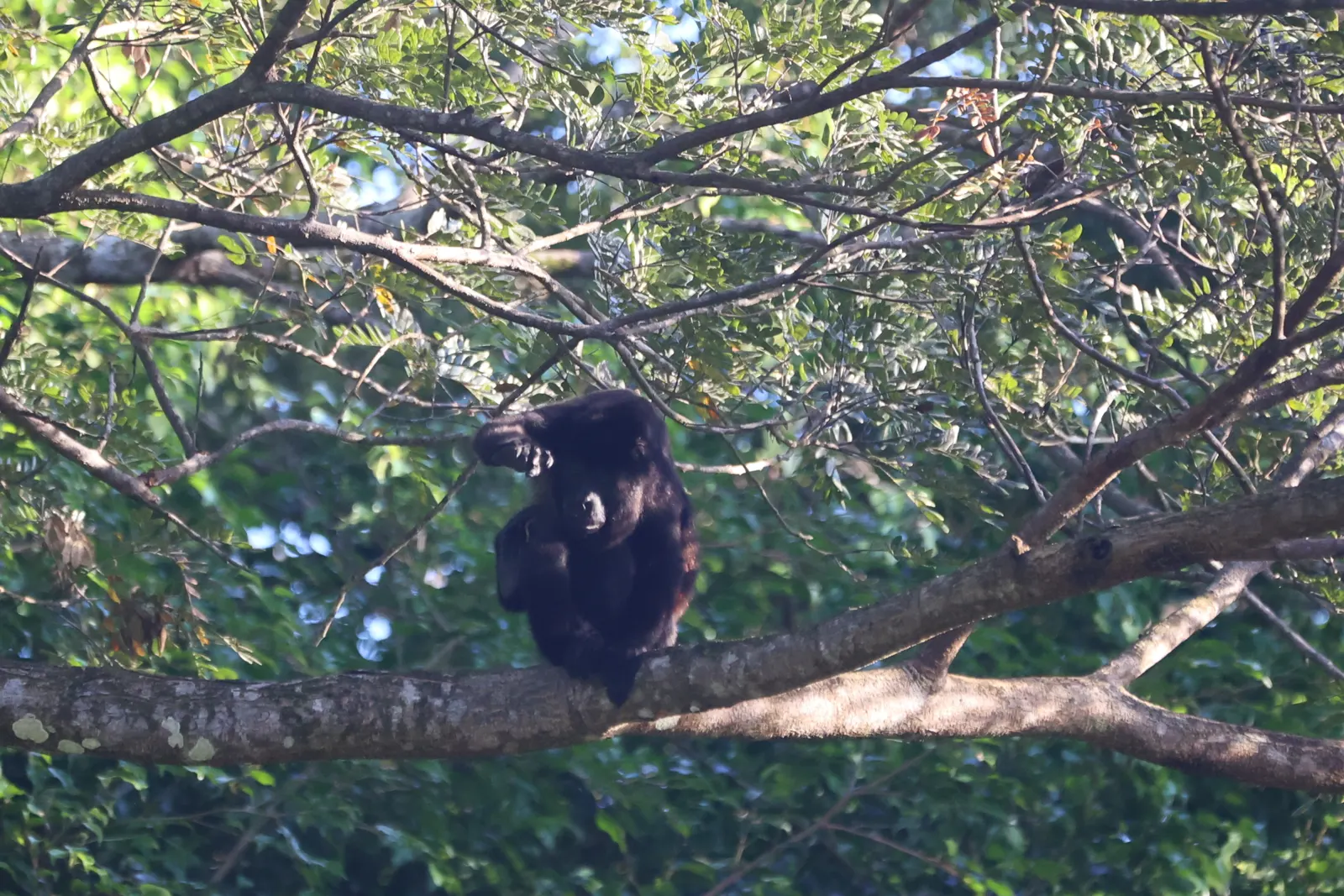 Howler monkey resting in the canopy, Costa Rica