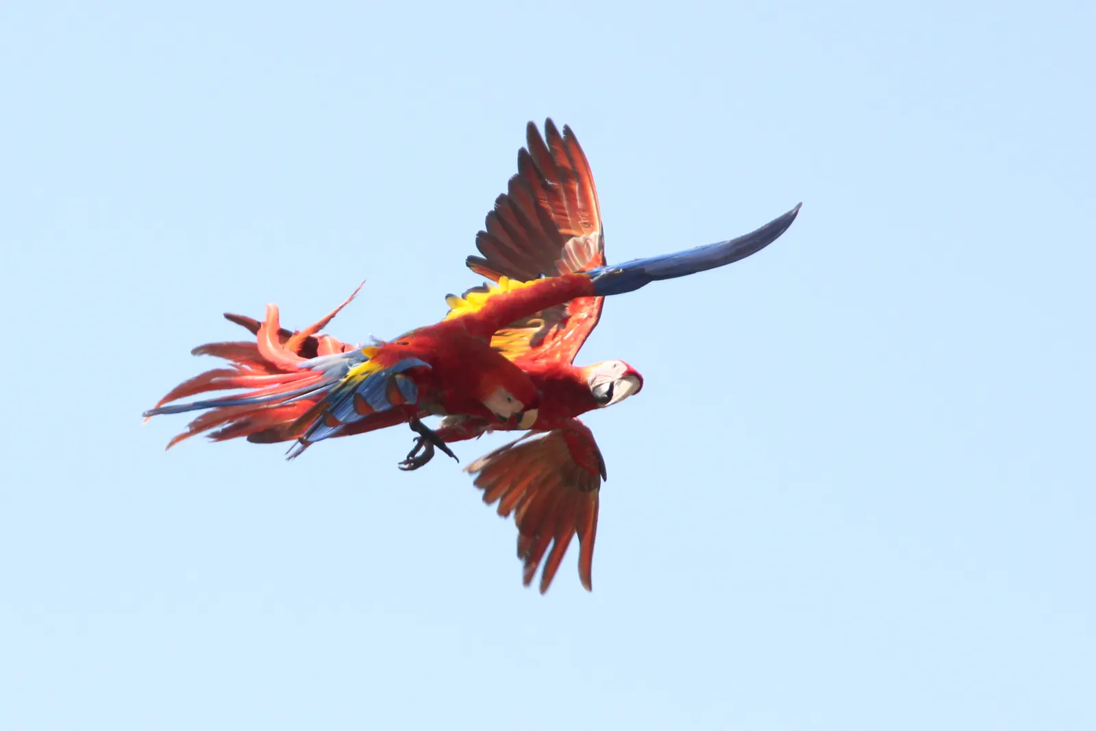 Scarlet macaw in flight, Corcovado National Park area, Osa Peninsula