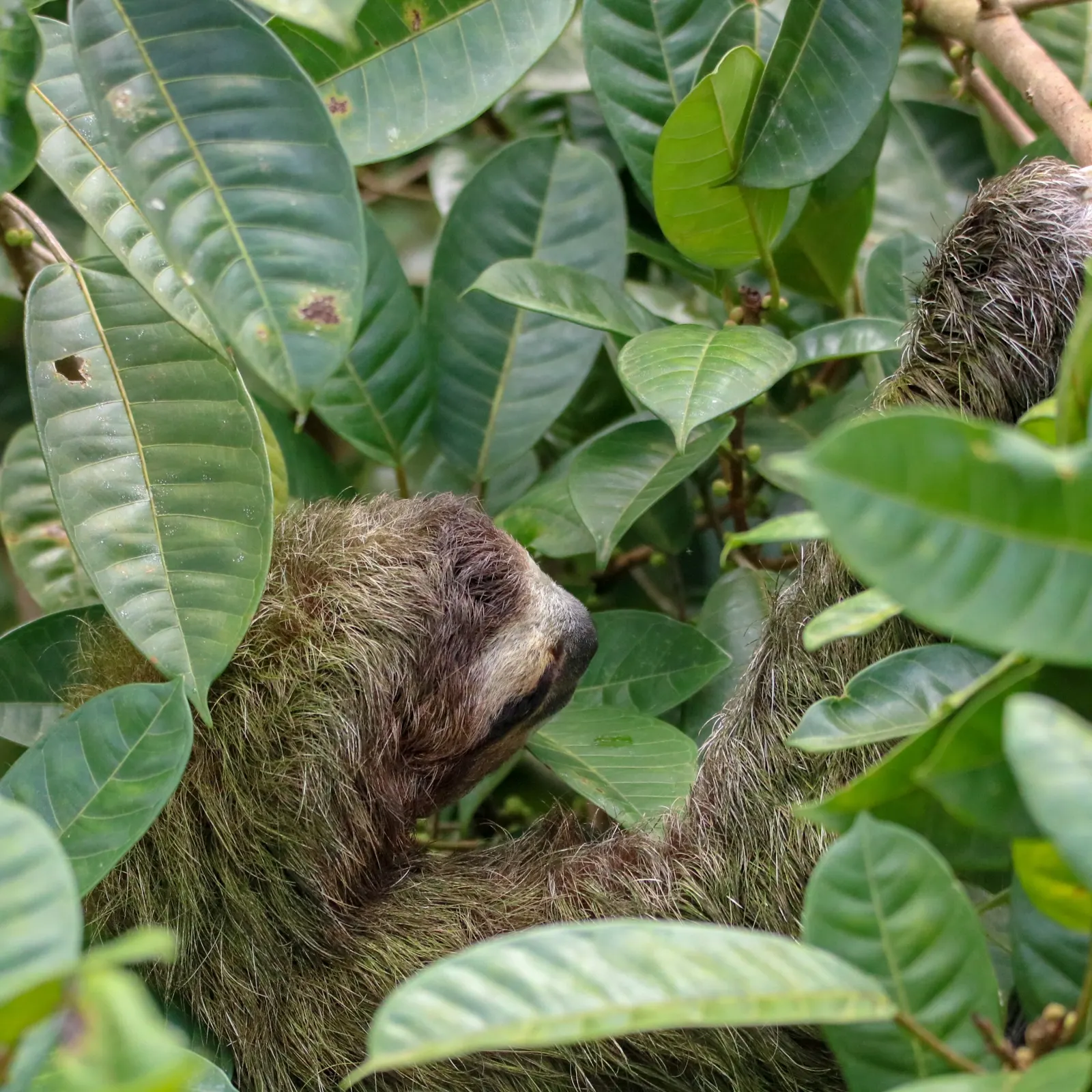 Three-toed sloth, Sarapiquí
