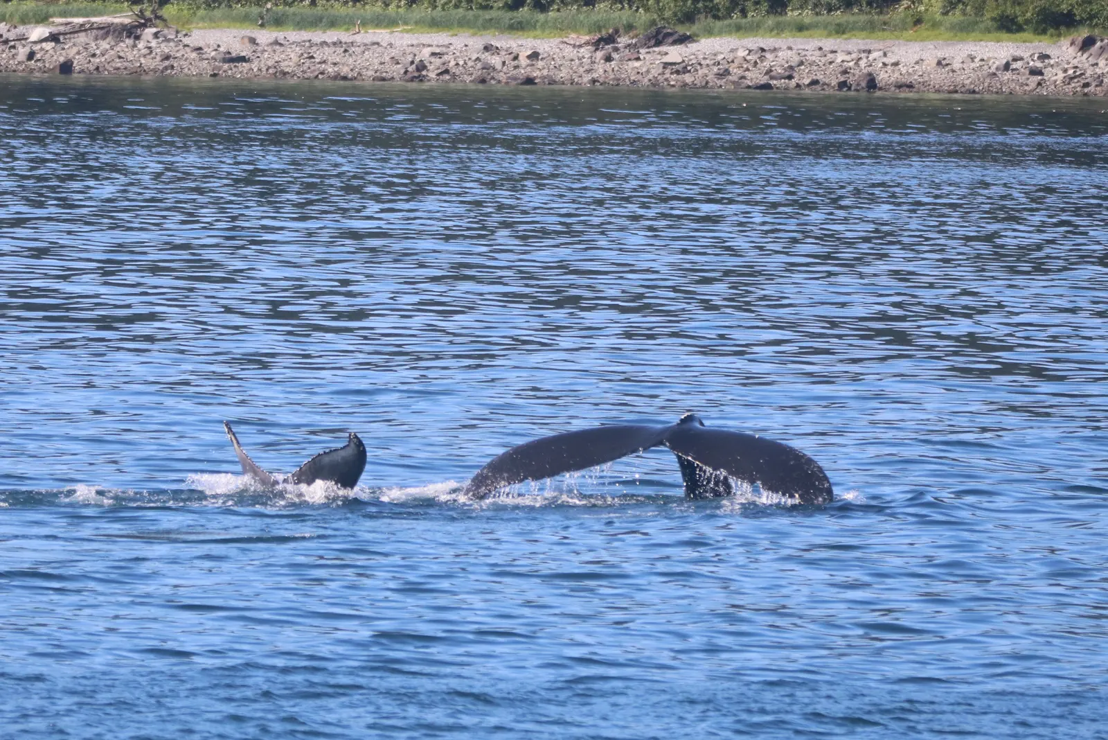 Humpback whale fluke, Pacific coast of Costa Rica